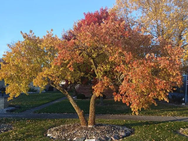 $296,500 | 181 28th Street, South Chicago Heights, IL 60411