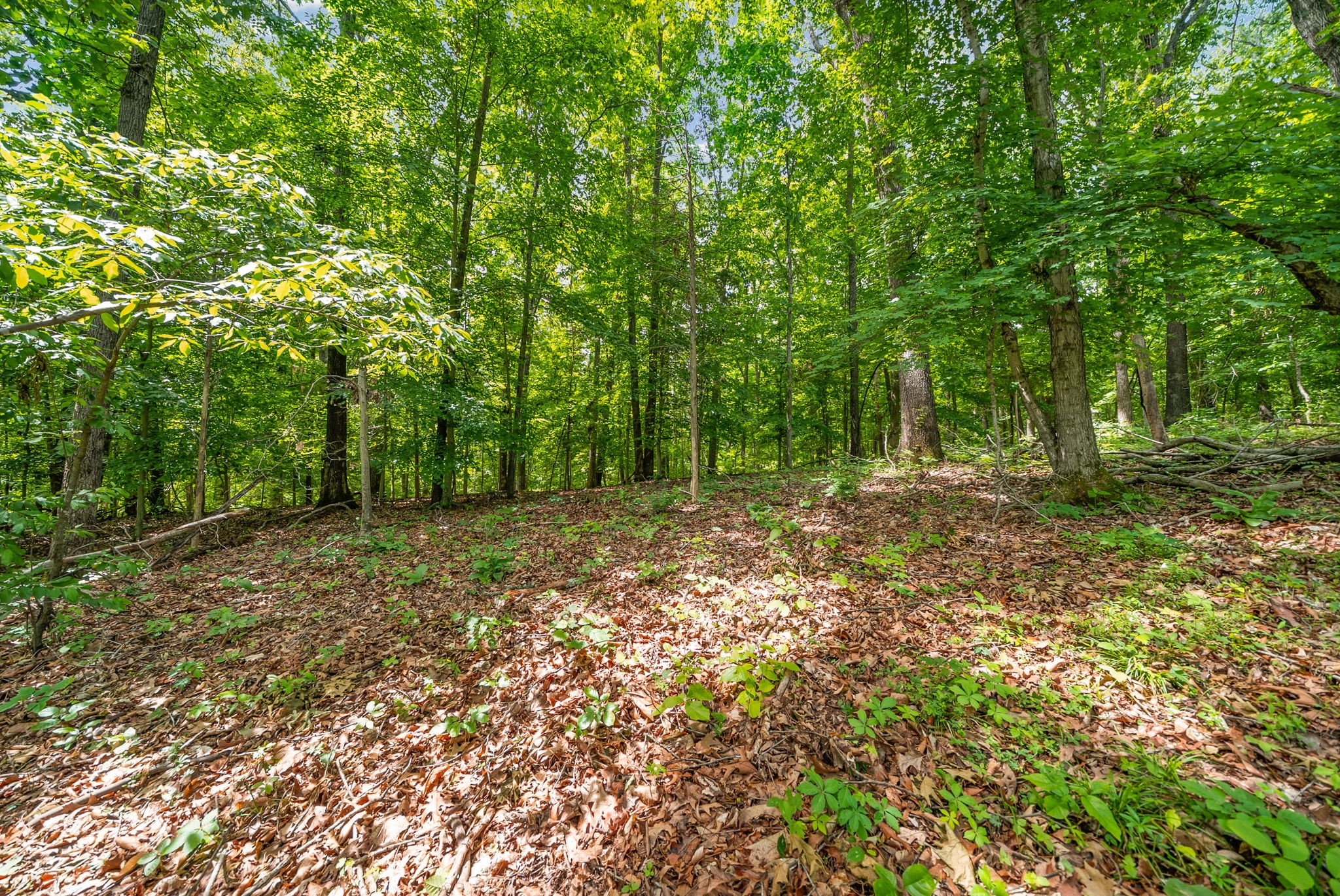 1 Budds Creek Road Palmyra, TN 37142 - Photo 38 of 76 a big yard with lots of green space and house in the back