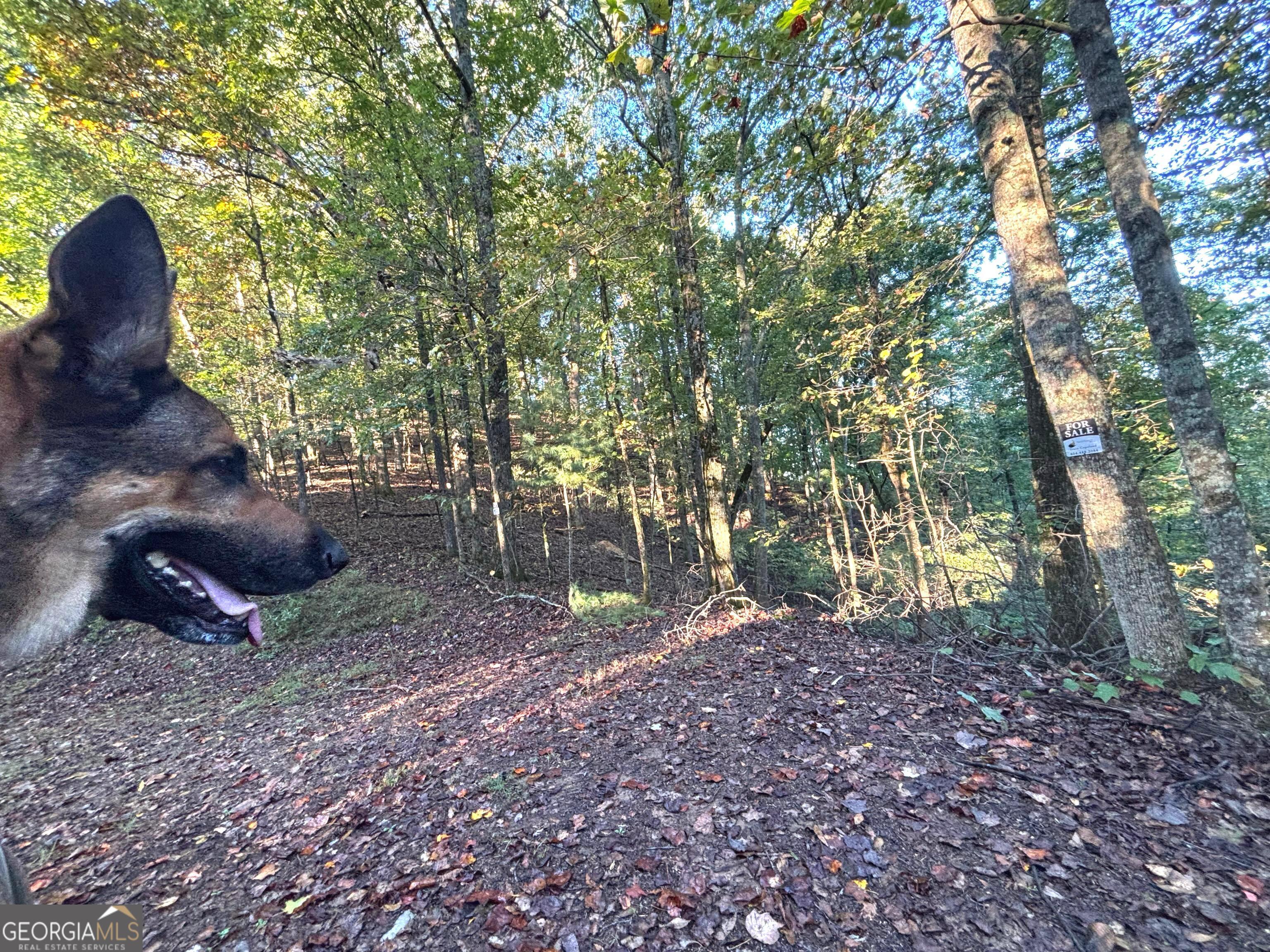 122 Adair Drive Ranger, GA 30734 - Photo 3 of 10