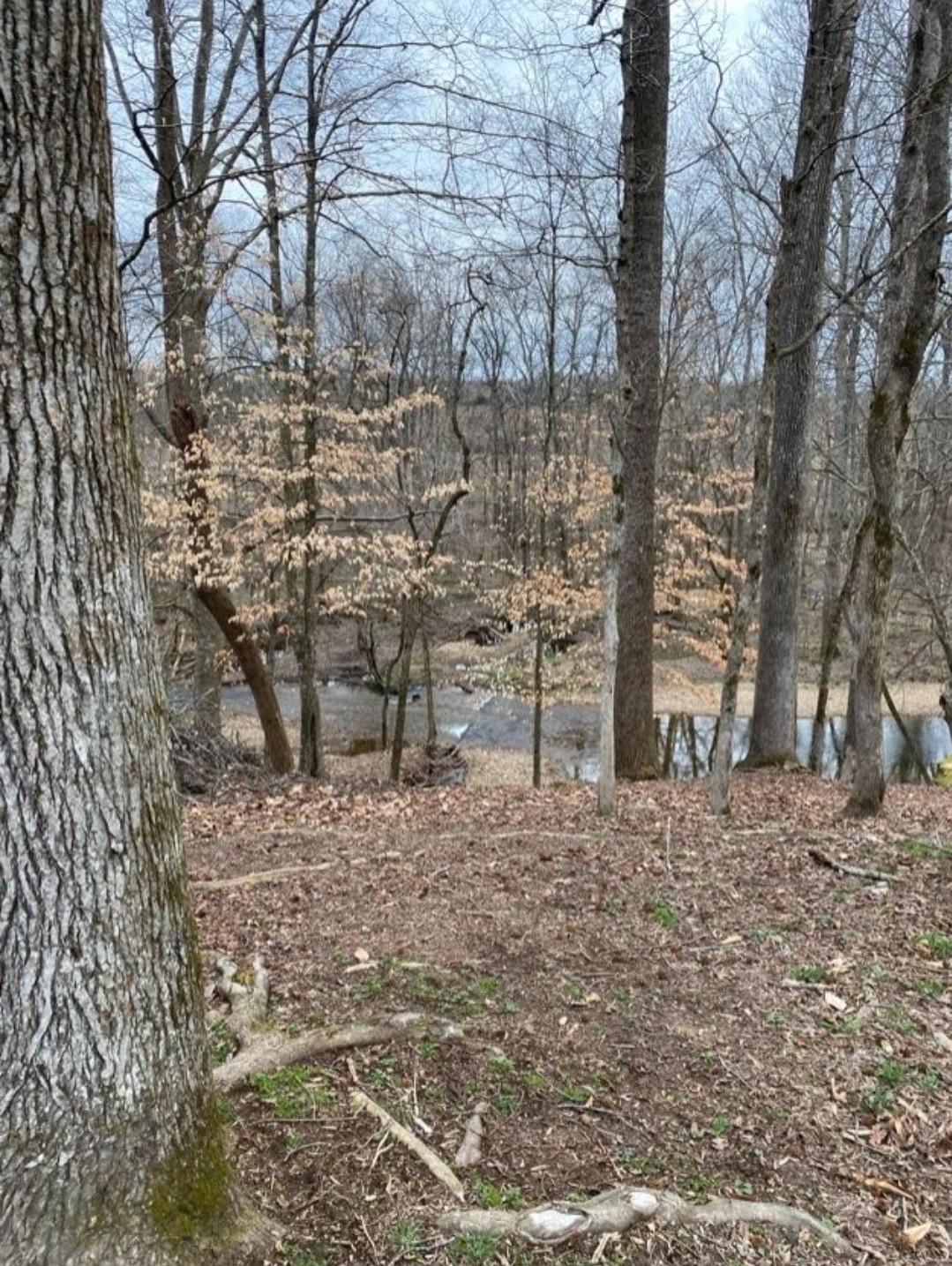 5670 Pleasant View Road Morrison, TN 37357 - Photo 11 of 19 a view of outdoor space