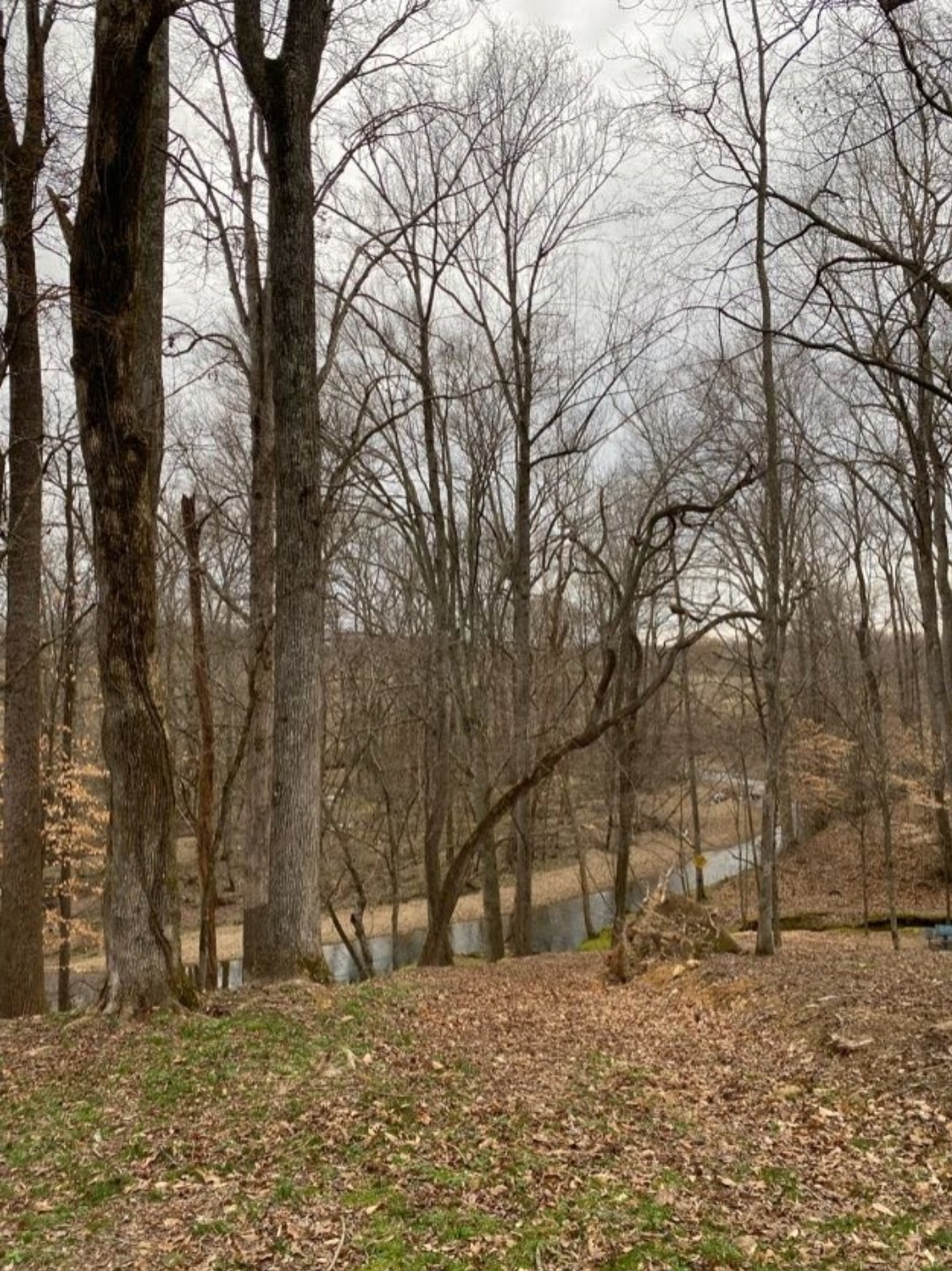 5670 Pleasant View Road Morrison, TN 37357 - Photo 12 of 19 a backyard of a house with large trees