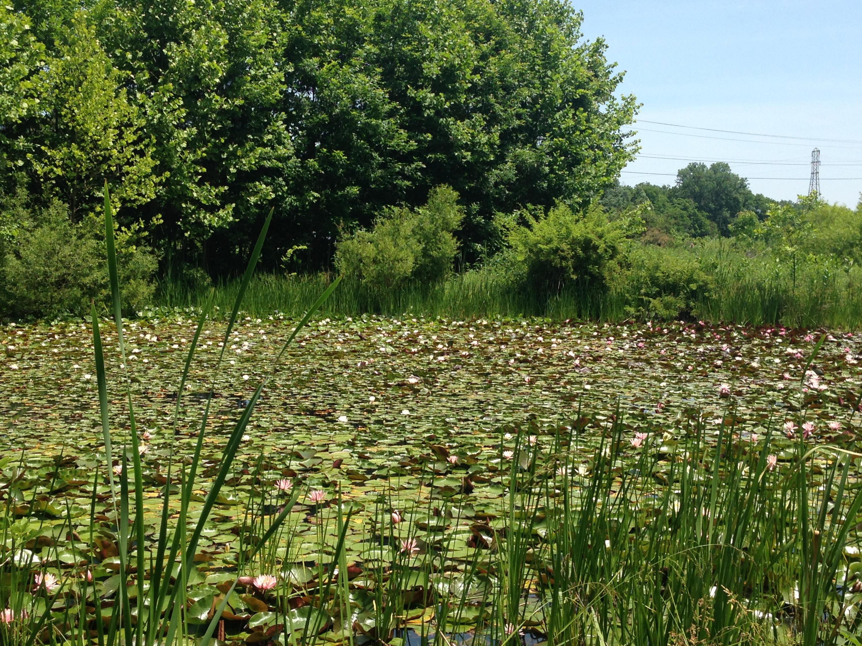 25779 Bailey Road Rockbridge, OH 43149 - Photo 6 of 89 Pond