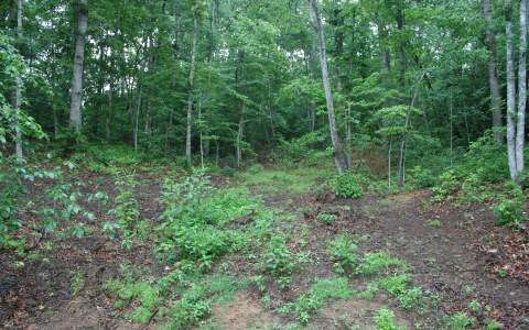 Shady Grove Road Murphy, NC 28903 - Photo 1 of 1 Main View