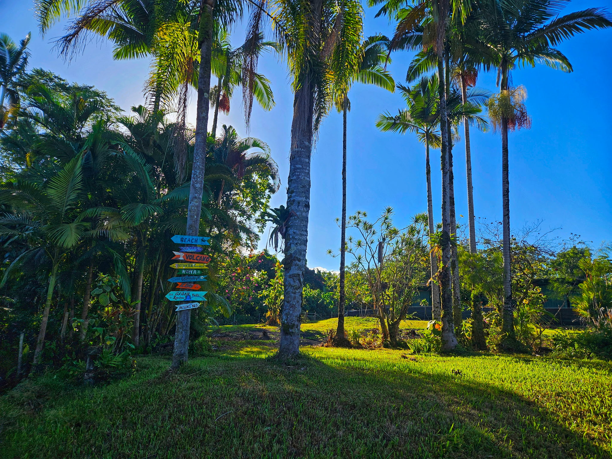 a view of a garden with a palm trees
