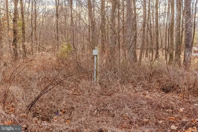 a view of dirt field with large trees