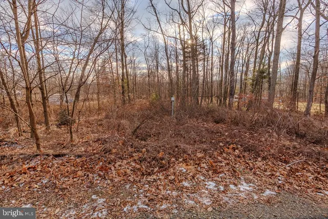a view of small yard with large trees