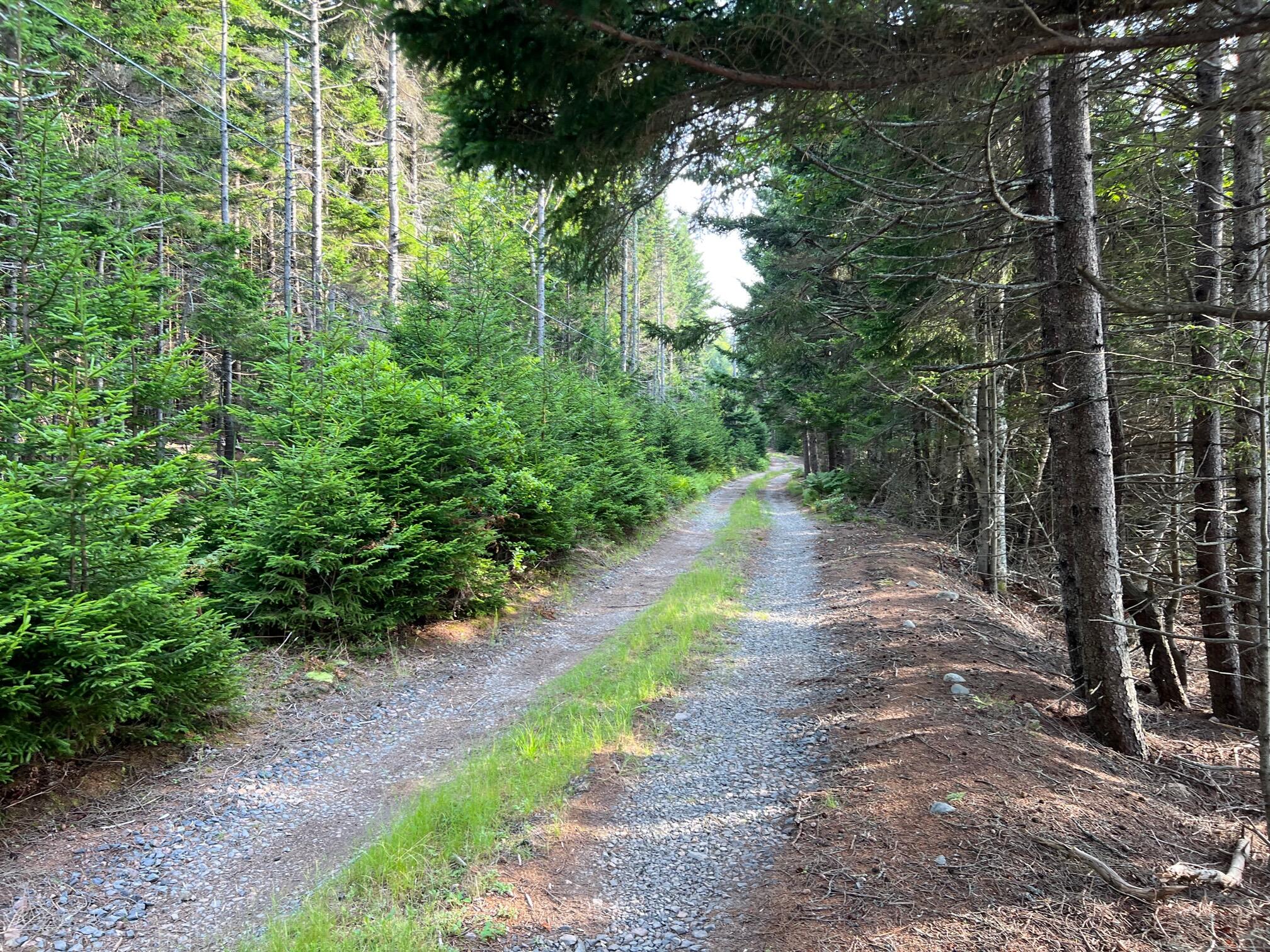 41 Coveside Road Swans Island, ME 04685 - Photo 6 of 13 road