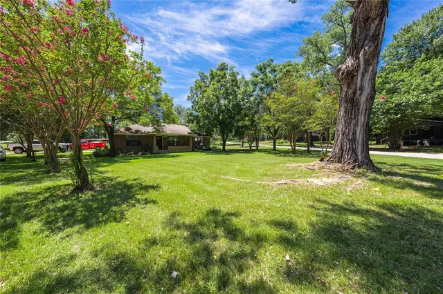 a view of a park with large trees