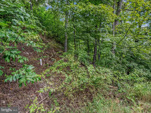 a view of a lush green forest