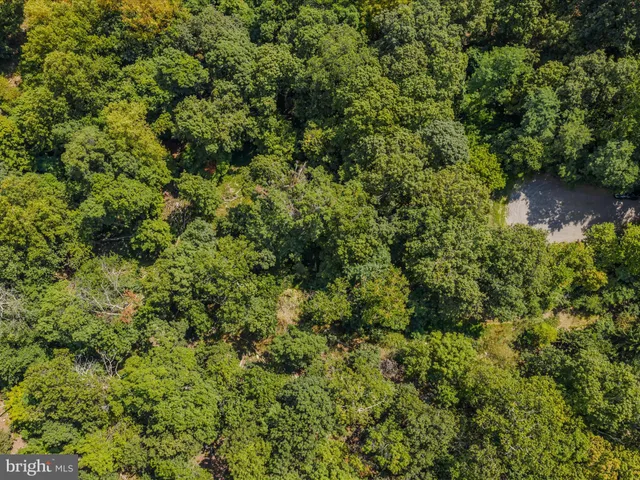 a view of a big yard with plants and large trees