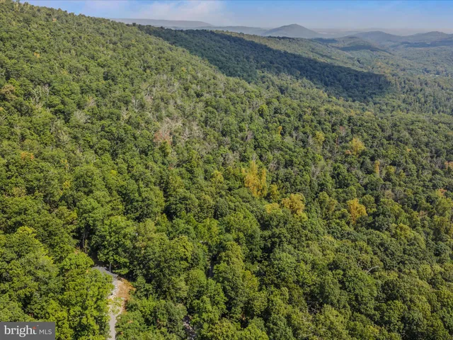 a view of a tree with a yard
