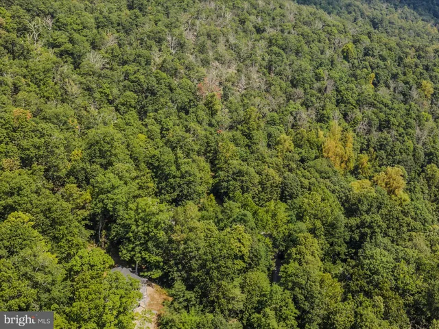 a view of a tree in a yard