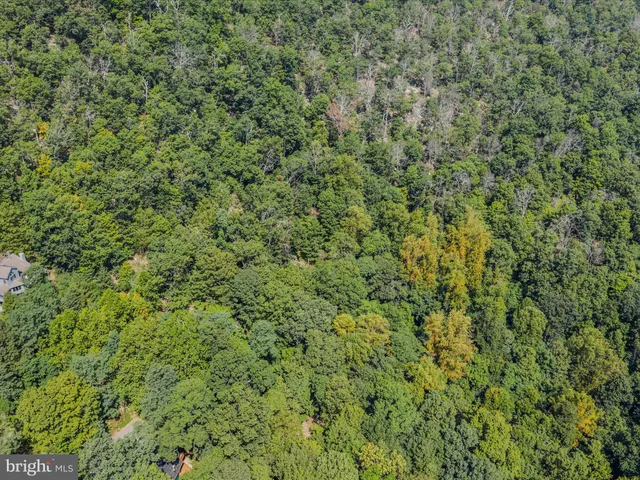 a view of a tree in a yard