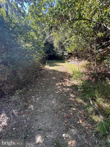 a view of a forest with lots of trees