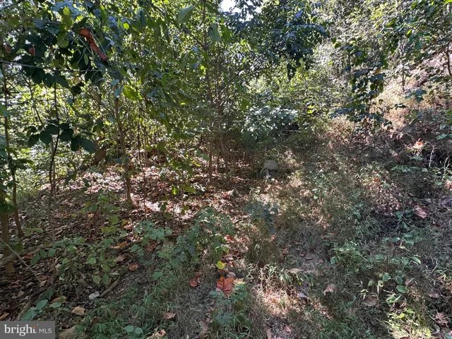 a view of a tree in a yard