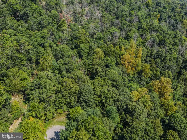 a view of a forest that has a tree