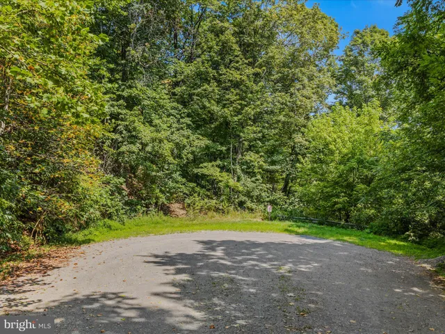 a view of a forest with lots of trees