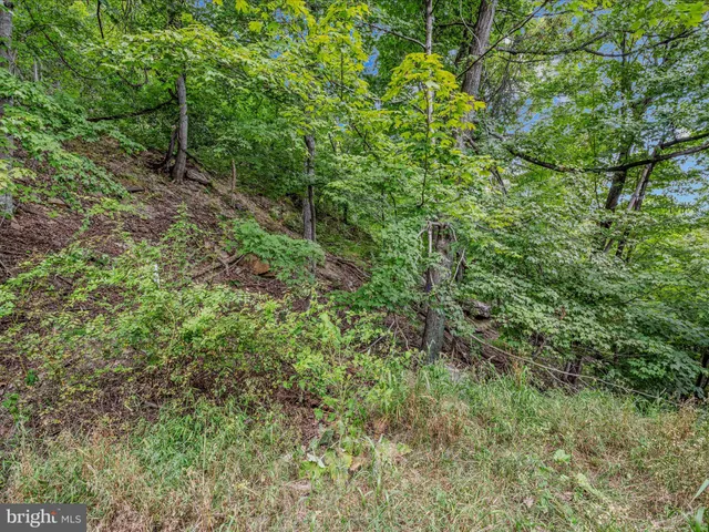 a view of a yard with a trees