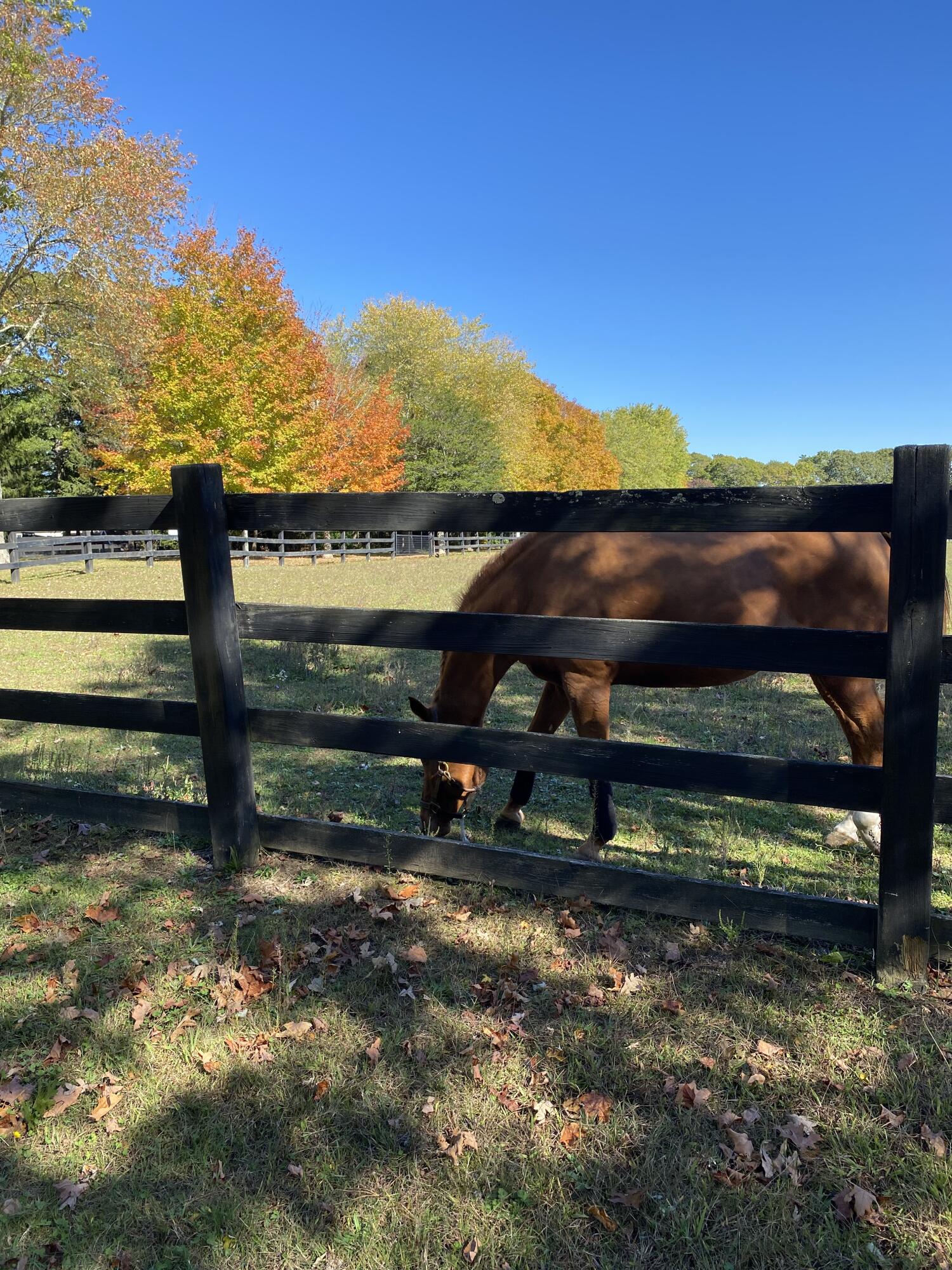 5 Conaumet Road Marstons Mills, MA 02648 - Photo 36 of 44 a view of a bench in front of house