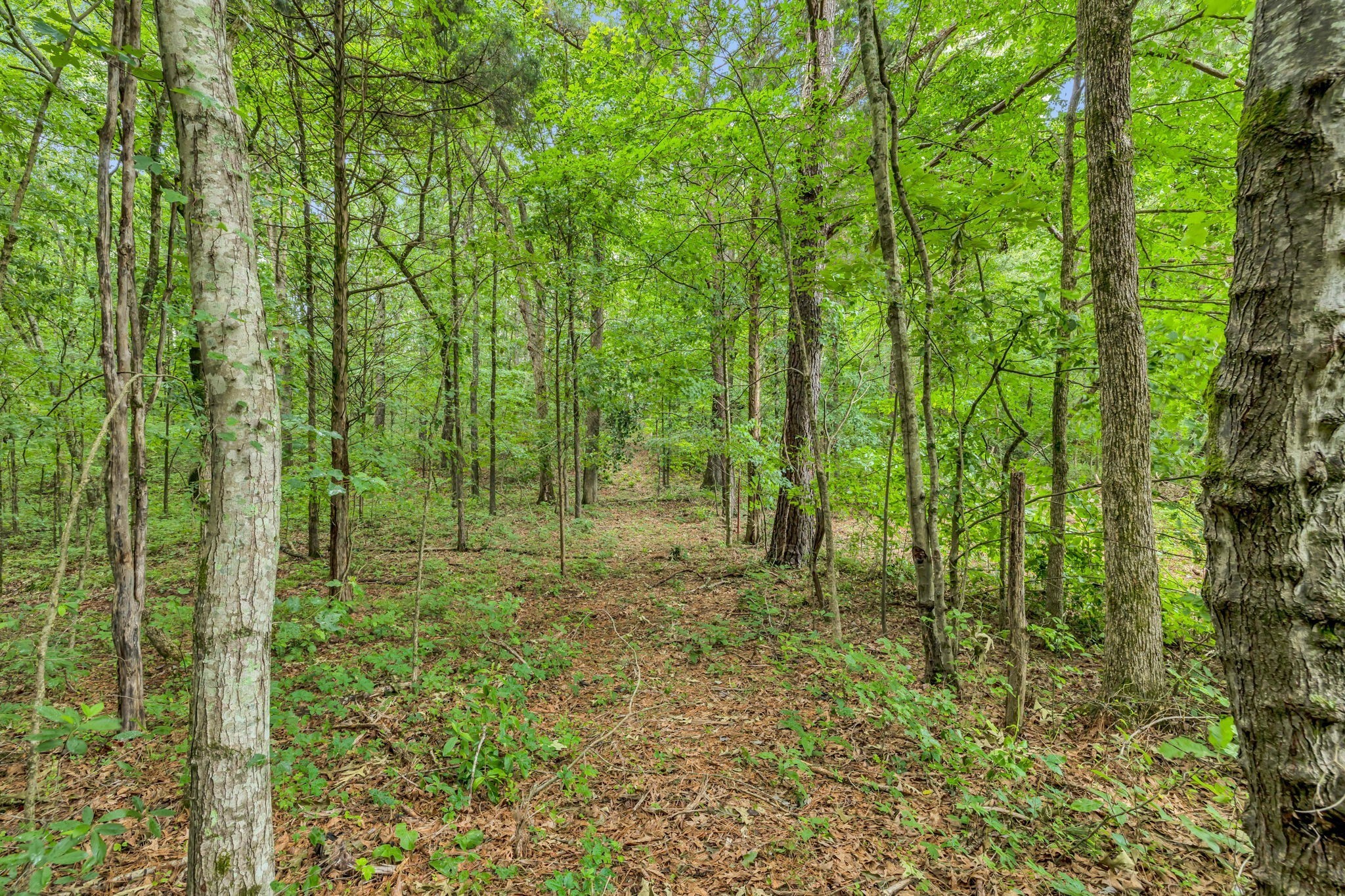 921 Eli Road Bon Aqua, TN 37025 - Photo 1 of 13 a view of a lush green forest