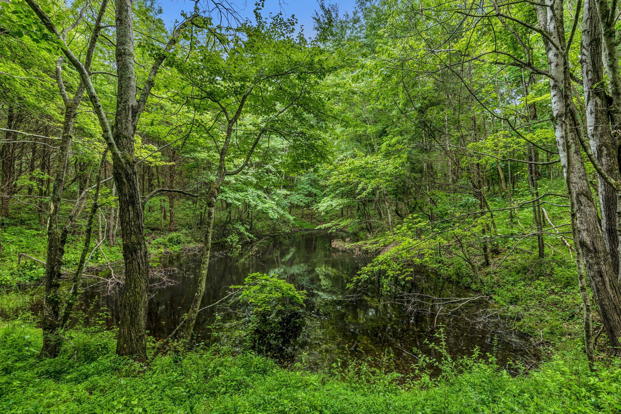 921 Eli Road Bon Aqua, TN 37025 - Photo 2 of 13 a view of a lush green forest
