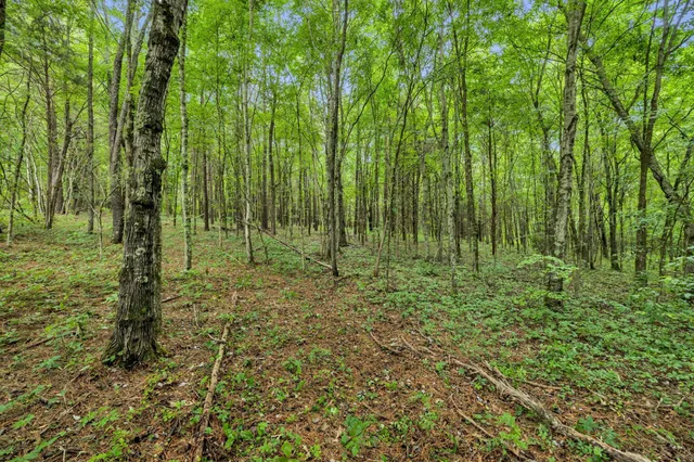 a view of outdoor space with green field and trees
