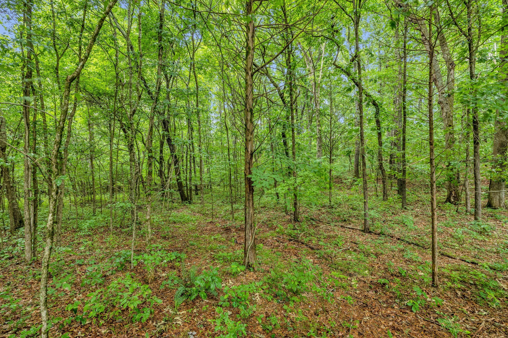 921 Eli Road Bon Aqua, TN 37025 - Photo 9 of 13 a view of a garden