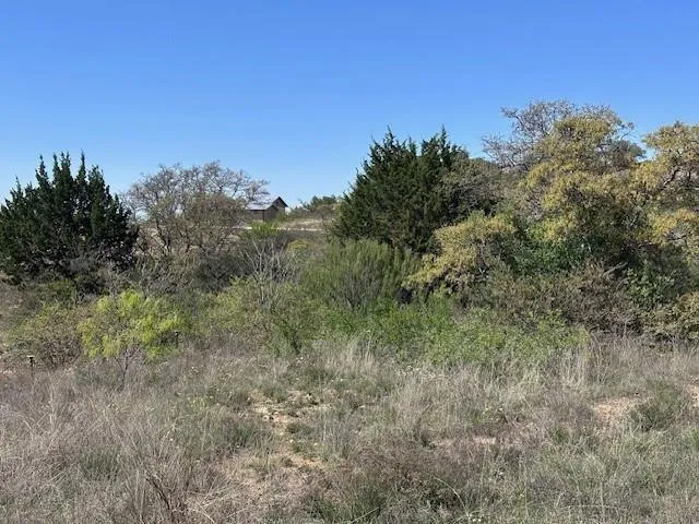 a view of a forest with a tree in the background