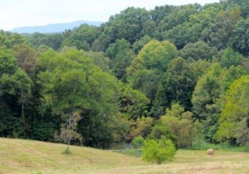 24 Byerley Bend Road Mascot, TN 37806 - Photo 9 of 13 a view of a forest with a small yard