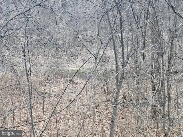 a picture of tree from a covered with snow in outdoor space