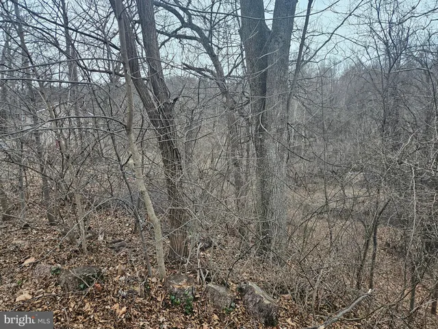 a view of a yard with large trees