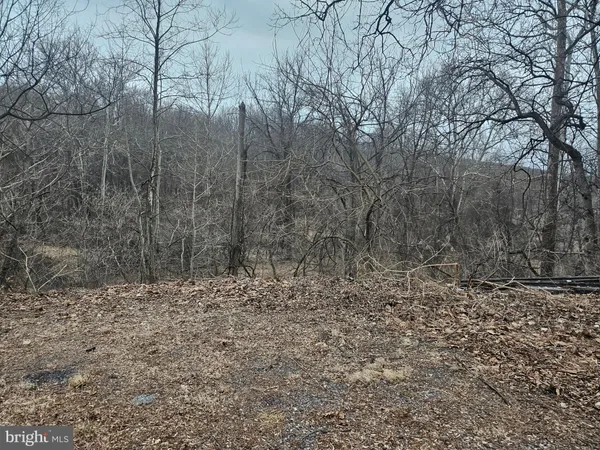 a view of a yard with trees