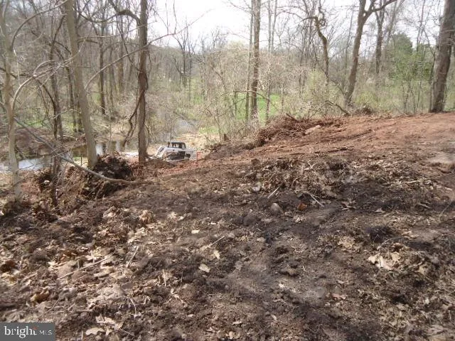 a view of a forest with trees in the background