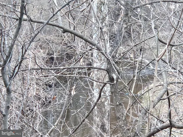 a picture of a tree