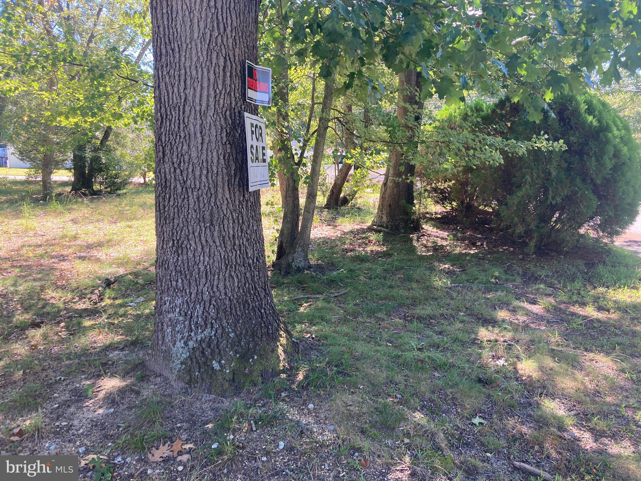 124 Idle Lake Road Franklinville, NJ 08322 - Photo 5 of 9 a view of a trees in the forest