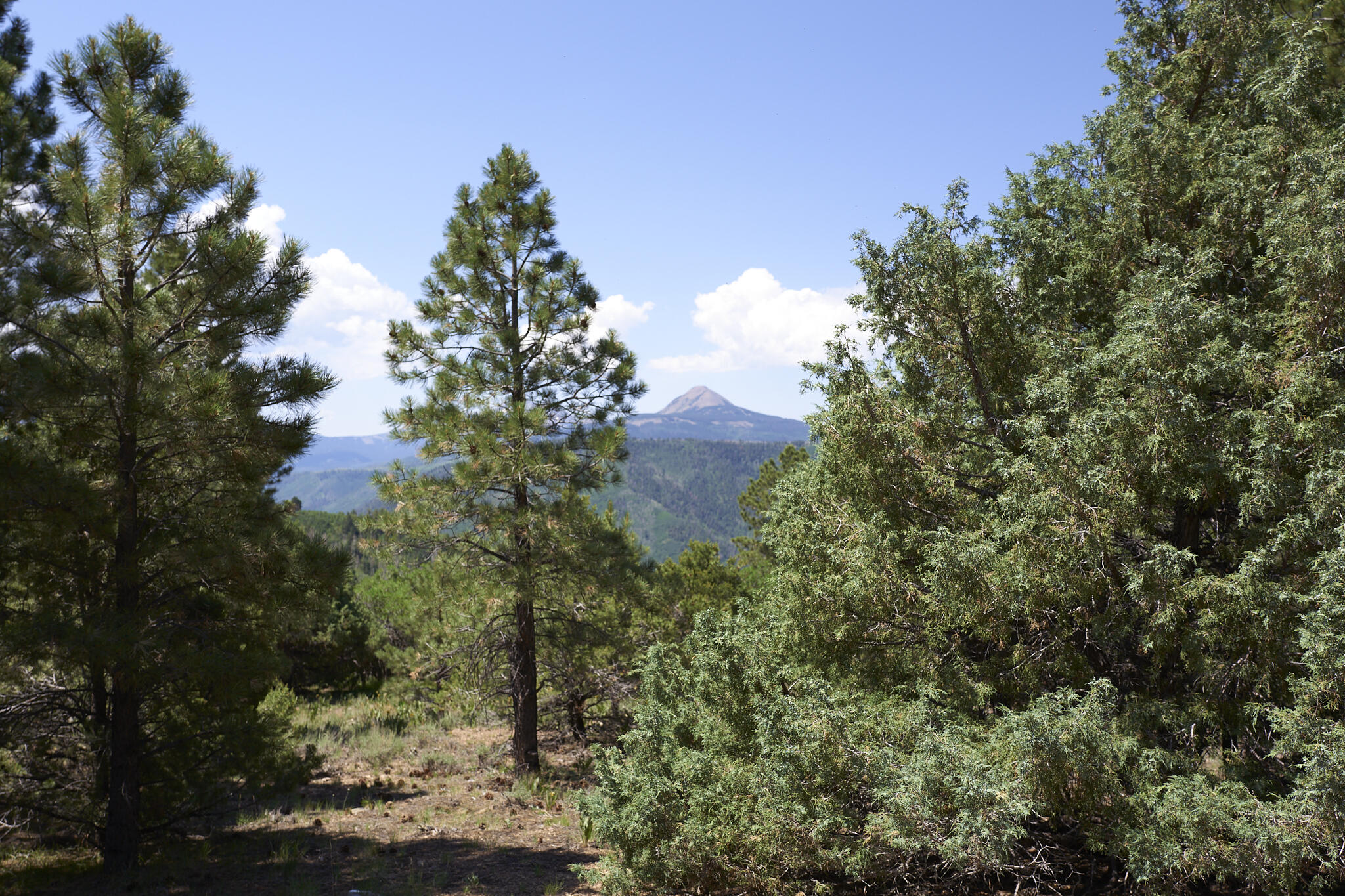17 Dragon Lode Drive Placerville, CO 81430 - Photo 12 of 31 a backyard of a building with lots of trees