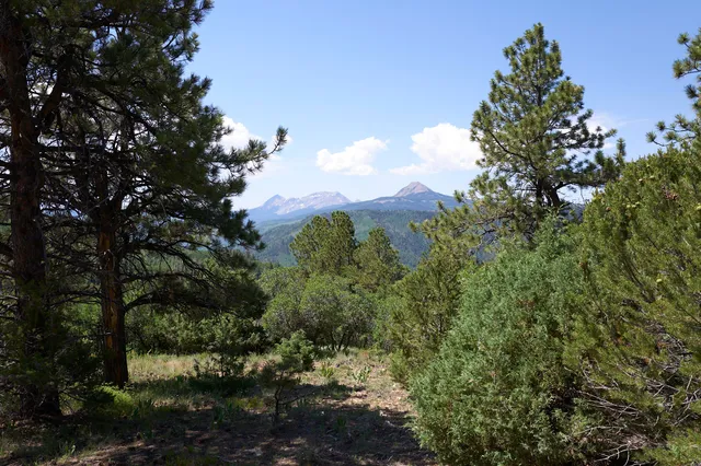 a view of a bunch of trees and bushes