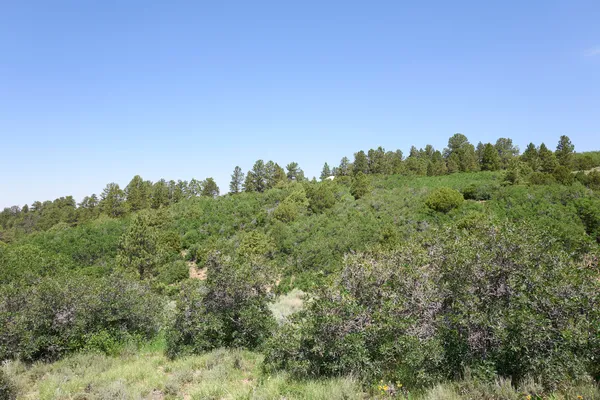 a view of a forest