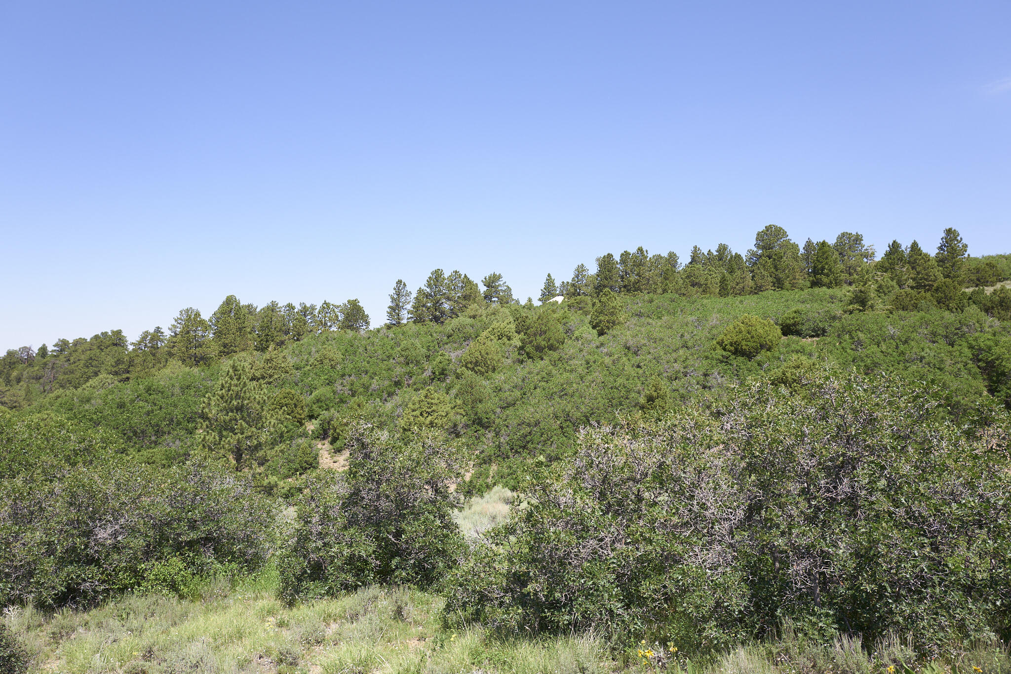17 Dragon Lode Drive Placerville, CO 81430 - Photo 18 of 31 a view of a forest