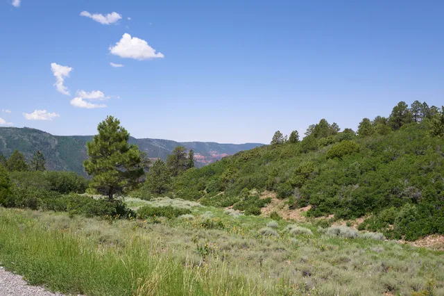 a view of a city and lush green forest