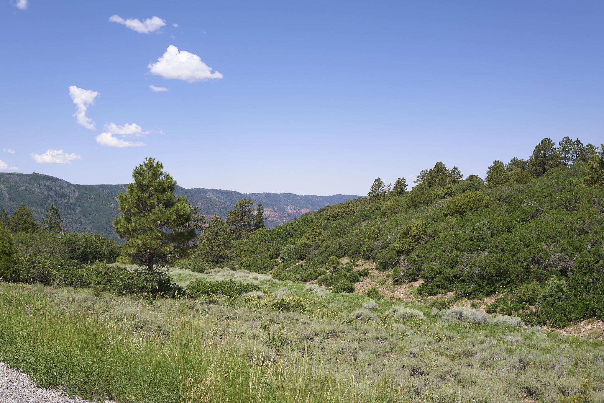 17 Dragon Lode Drive Placerville, CO 81430 - Photo 19 of 31 a view of a city and lush green forest