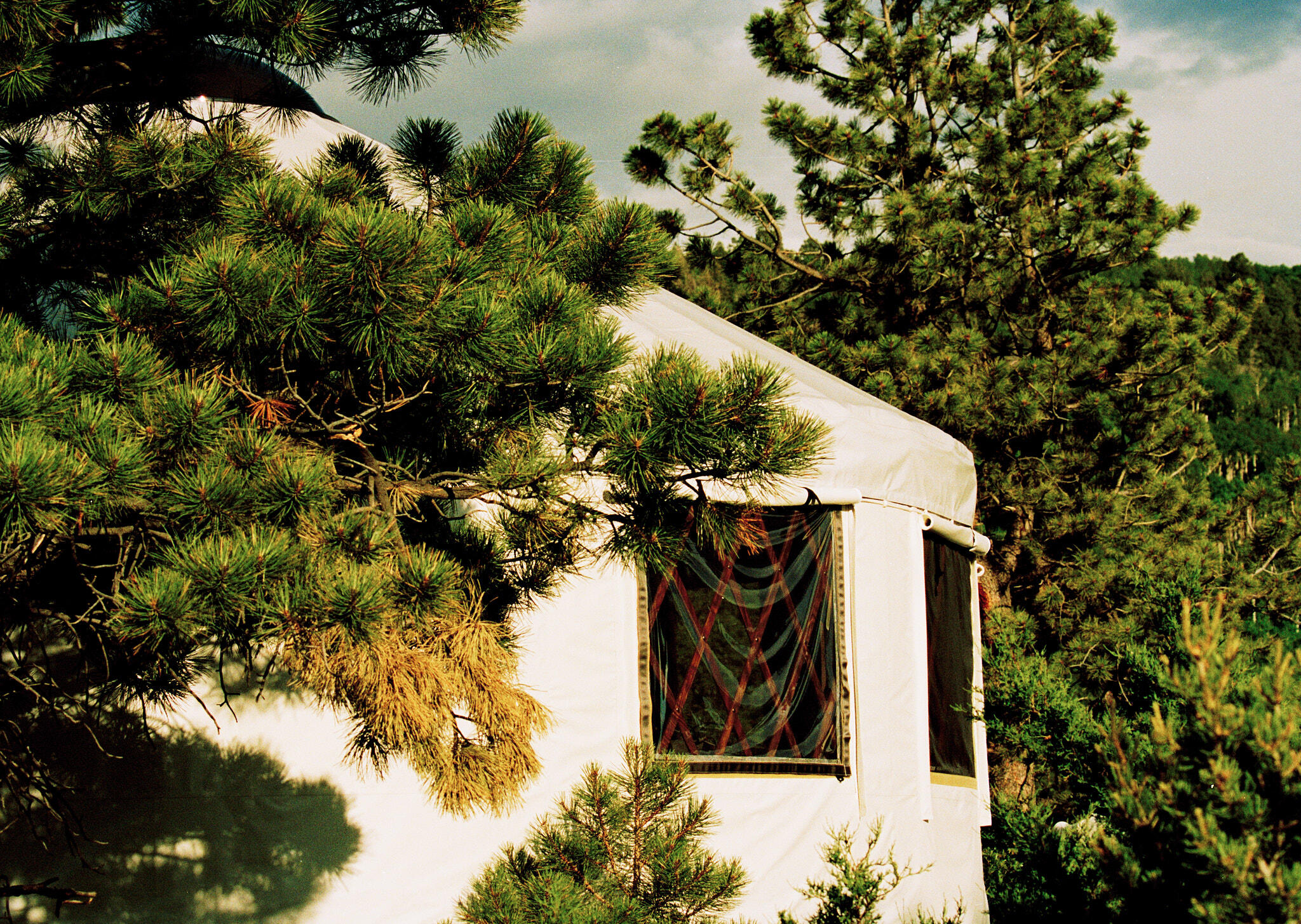 17 Dragon Lode Drive Placerville, CO 81430 - Photo 5 of 31 a view of a house with a tree