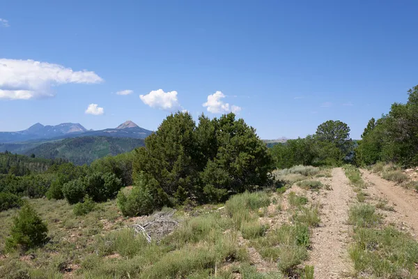 a view of a bunch of trees and bushes