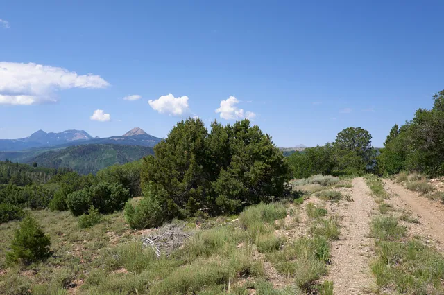 a view of a bunch of trees and bushes