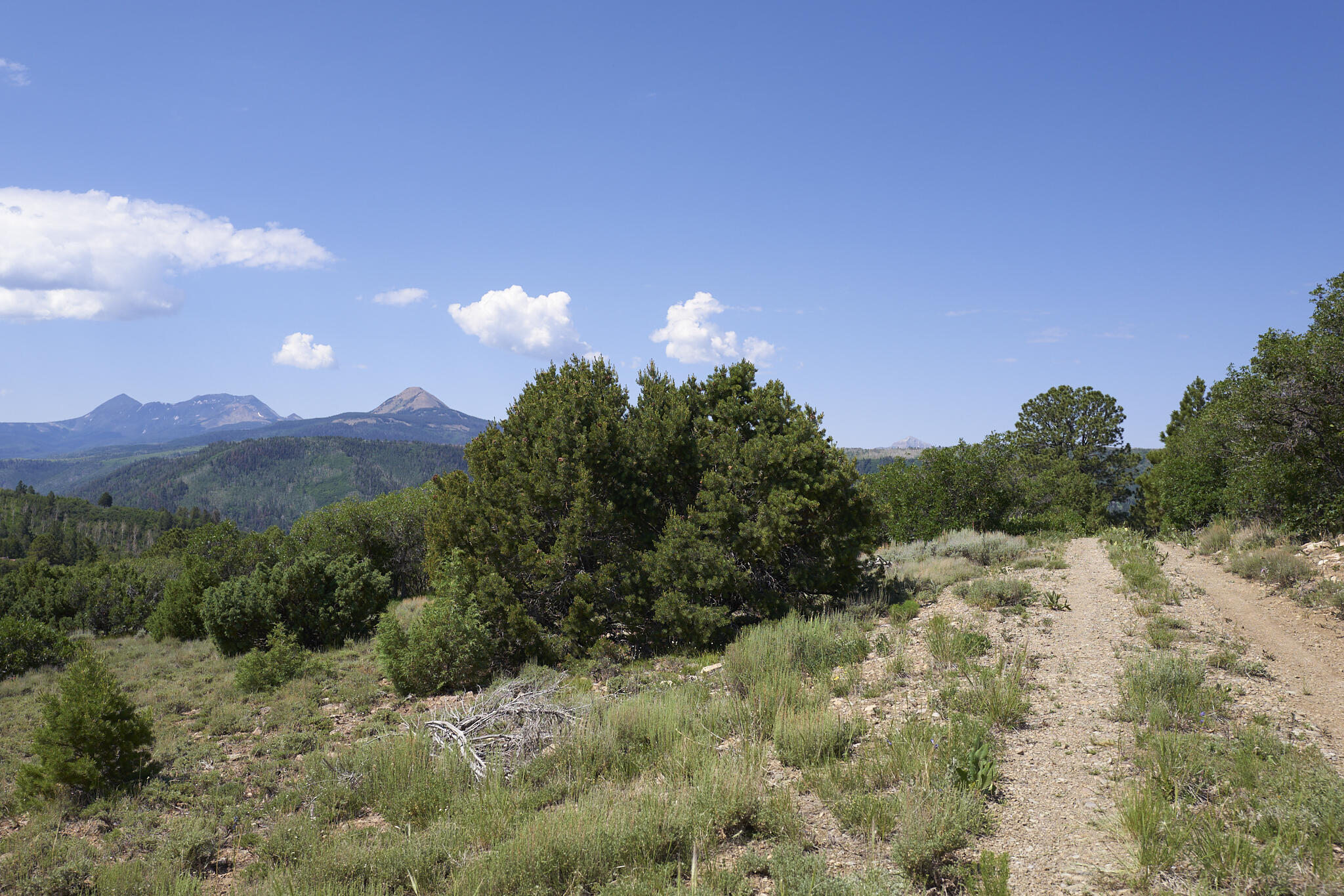 17 Dragon Lode Drive Placerville, CO 81430 - Photo 7 of 31 a view of a bunch of trees and bushes