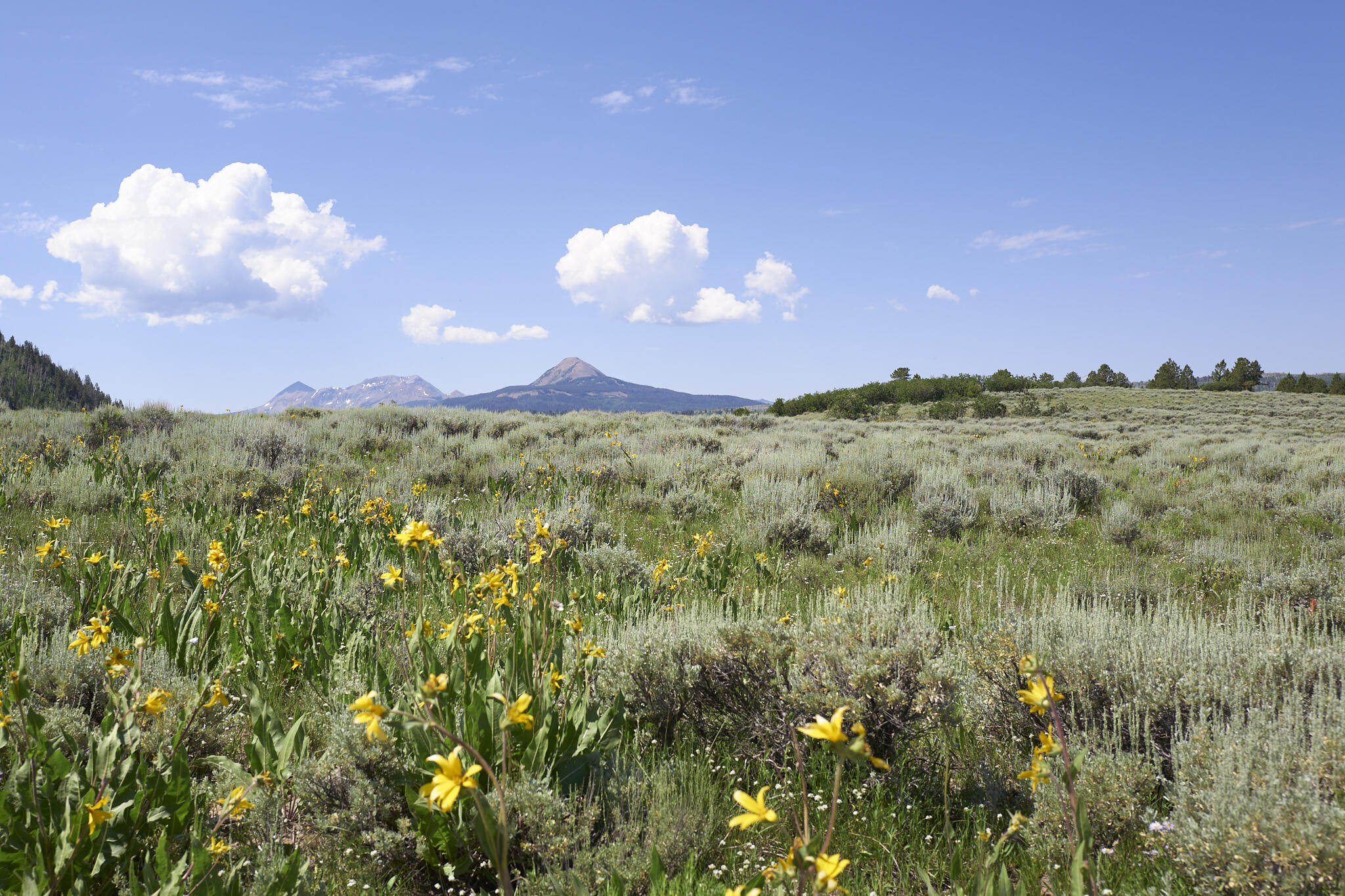 17 Dragon Lode Drive Placerville, CO 81430 - Photo 10 of 31 a view of a bunch of houses