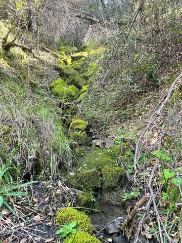 a plant that is in a garden