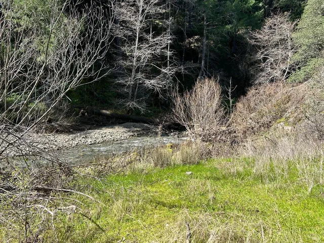 a view of a yard with large trees