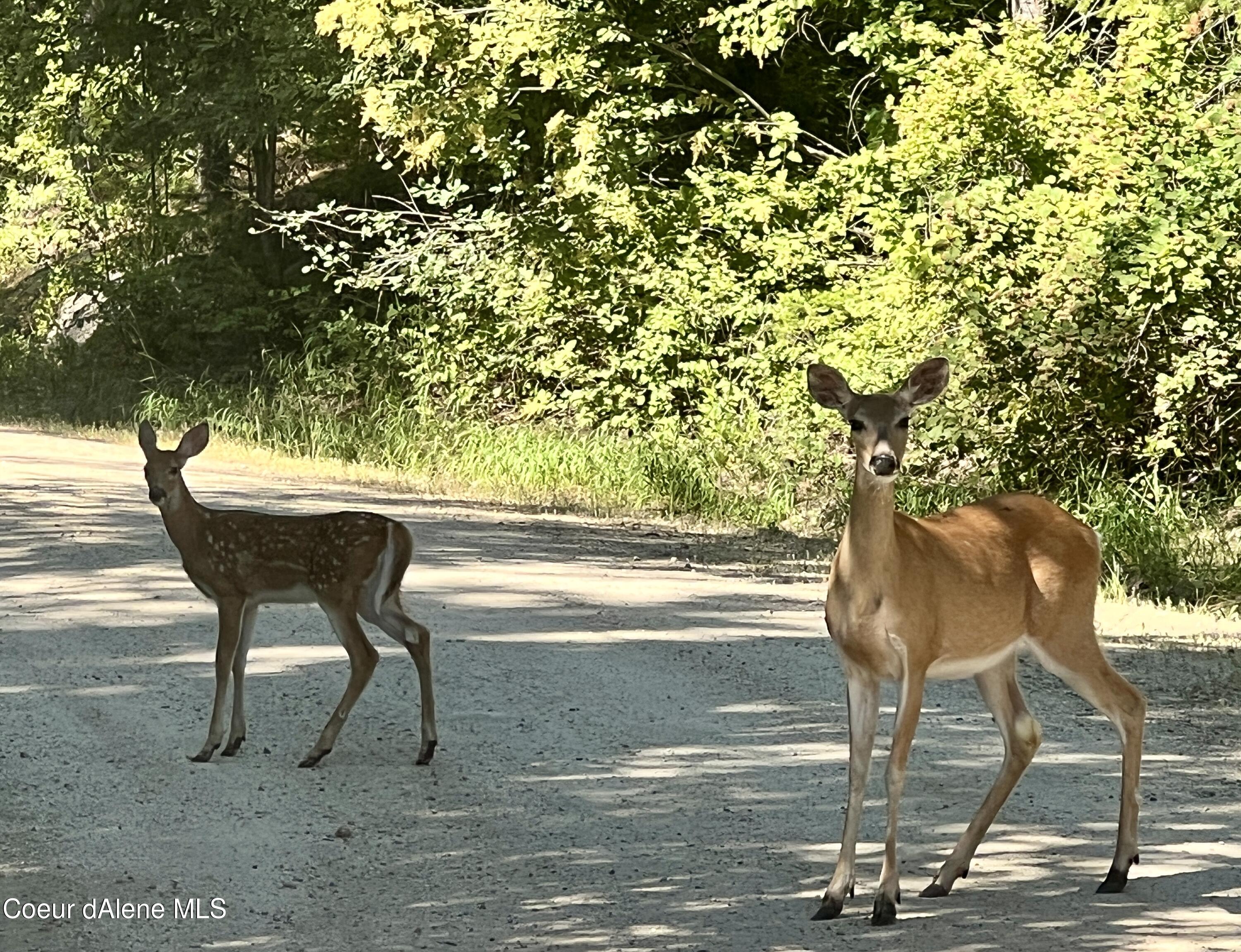 2500 Carr Creek Road Sandpoint, ID 83864 - Photo 17 of 20 Bonner 12.3 Heinrich 18