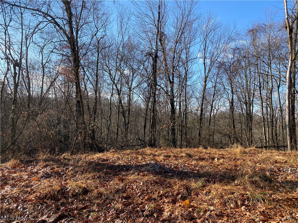 View of local wilderness